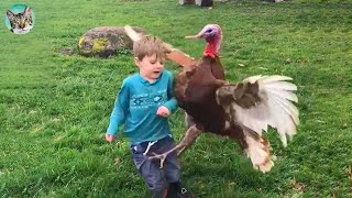 Angry Chicken Attack 🐔- Funniest Animals Videos| Amazing Animals