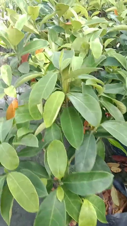 Warisan sungai buaya 0178767148