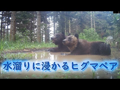 水溜りに浸かるヒグマペア カップル クールダウン Brown Bear