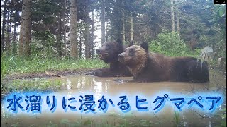 水溜りに浸かるヒグマペア　カップル　クールダウン　Brown Bear Trail camera　Hunting camera　北海道ヒグマチャンネル　ヒグマ　羆　トレイルカメラ