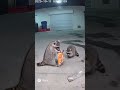 animal love each others at night time cctv video