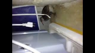 M Nida Vs. Buff Banded Rail