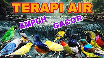 AMPUH‼️3 DETIK SAJA LANGSUNG GACOR, TERAPI AIR UNTUK SEMUA JENIS BURUNG MACET BUNYI