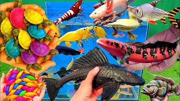 Video tổng hợp cá cảnh đẹp, vịt, vịt con, cá koi, cá trê, rùa con, cá dạ quang, cá betta