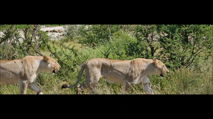 #TravelJoziStyle Tau Game Lodge Edward Chamberlain...