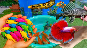 Bắt cá cảnh dễ thương, cá vàng, cá koi, cá trê, rùa, cá betta, ngân long abino