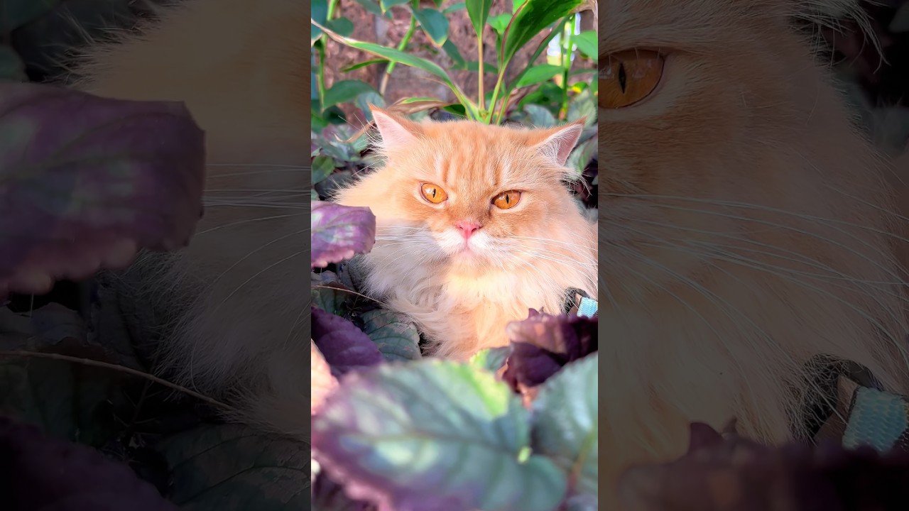 Sukoon….πβ¨ ! Cat videos ! Cat meowing ! Cat ! Cat voice ! Persian cat sound ! Cats ! Kittens meow Sukoon….πβ¨ ! Cat videos ! Cat meowing ! Cat ! Cat voice ! Persian cat sound ! Cats ! Kittens meow