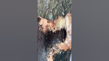 Xử lý cây xoài bị sâu đục thân p2