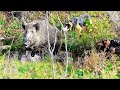 Dev yaban domuzu av  giant boar hunt