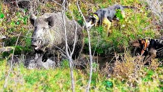 Dev Yaban Domuzu Avı / Giant Boar Hunt