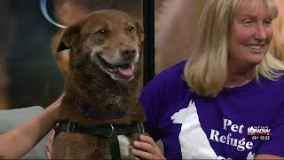 2nd Chance Pet: Zoey