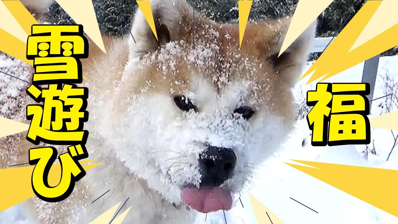 秋田犬の福「雪あそびの巻」