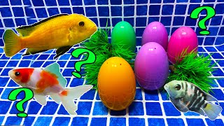 Surprise Eggs | Malawi Cichlid, Frog, Sea weed, Parrot fish Surprise