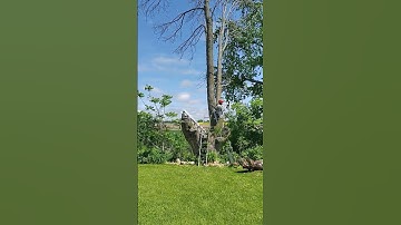 Cutting down a Giant Ash tree