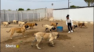 اكبر مزرعة كلاب ماستيف في مصر مزرعة اسيرتا اغلا كلاب في مصر (سلسة مزارع الكلاب7)