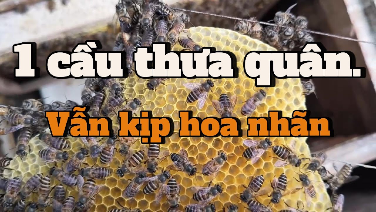 1 cầu thưa quân : Vì sao tôi vấn nói kịp hoa nhãn