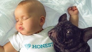 Bulldog and Baby Compilation
These cute and funny videos of bulldog dogs and babies proves that dogs babys best friends. Babies and bulldog dogs playing together is so adorable!
Feel free to leave a comment! Share this video in Facebook/Twitter/Google+ and show to your friends!
Have a GREAT Day :)
Copyright Disclaimer:
No copyright intended. All content used in adherence to Fair Use copyright law.
Copyright issue? Send us a message and well get it resolved. Bulldog and Baby Compilation