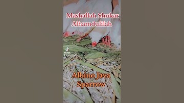 Albino Red Eyes Java / Java Chicks / Java Sparrow Eggs #mab_aviary_karachi #birdsaviary #parrot#view