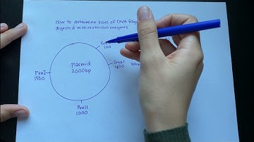 How to determine DNA fragment sizes from plasmid digested with restriction enzymes