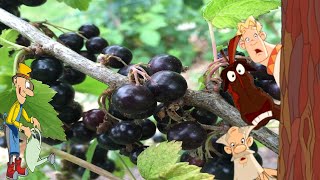 Весенняя обработка черной смородины от болезней и вредителей