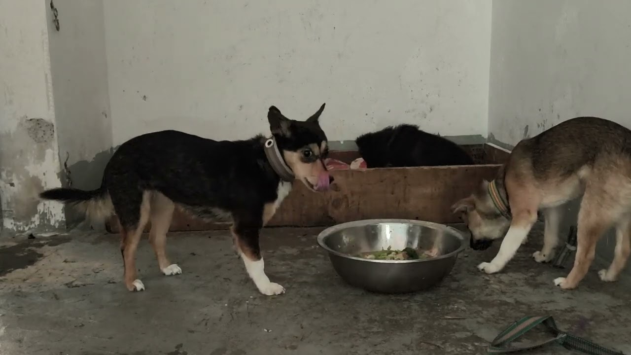 小鸡炖白菜#狗狗的心思都写在脸上了 #狗狗日常