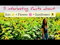 Sunflowers. 3 Interesting facts. Подсолнухи. 3 интересных факта! В субтитрах. Read the Subtitles.