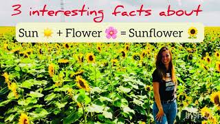 Sunflowers. 3 Interesting facts. Подсолнухи. 3 интересных факта! В субтитрах. Read the Subtitles.