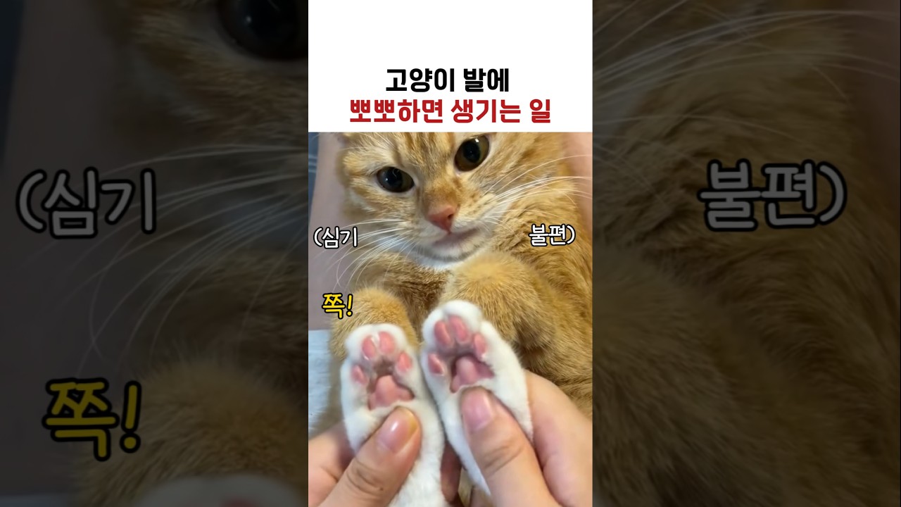 고양이 발에 뽀뽀하면 생기는 일