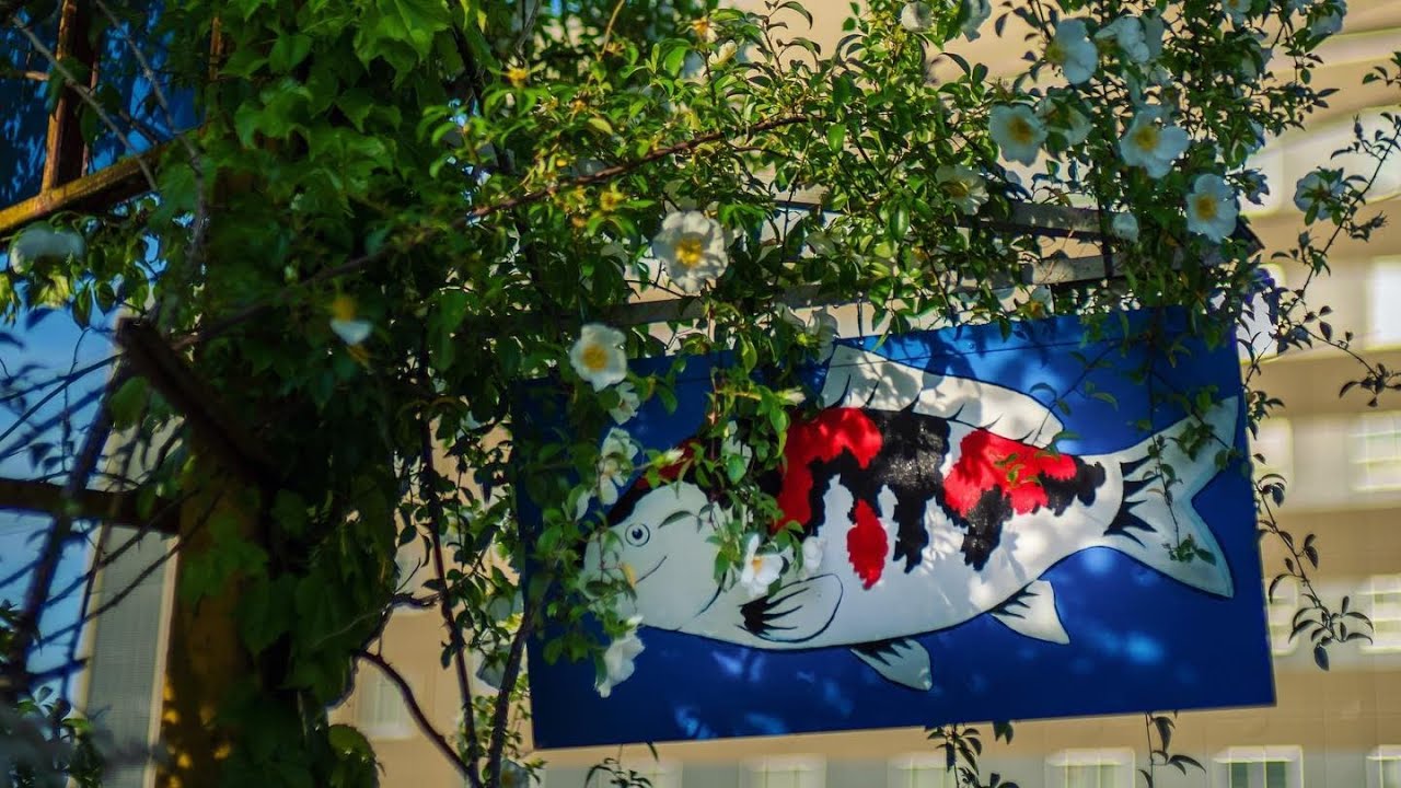 Ultimate Guide to Stunning Koi: Expert Tips and Breathtaking Footage!