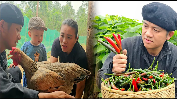 Unique Red Pepper Harvest: Exchange For Three Chickens |BayNguyen - DayDayNews