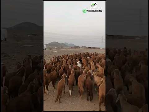 طليان سواكن حمري سمان العدد ١٧٤ الحد من ٦٦٠ جوال ٠٥٥٨٤٣٣٢٢١