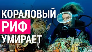 ▽ Как повлияет исчезновения коралловых рифов на людей?