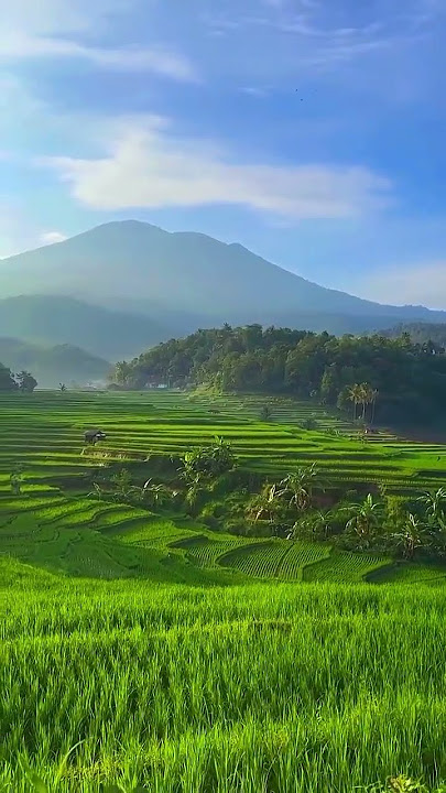Degung Sunda #suasanapedesaan #sawah #sawahpedesaan #degungsunda