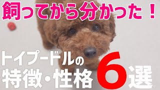 【必見】飼ってから分かるトイプードルの特徴と性格6選