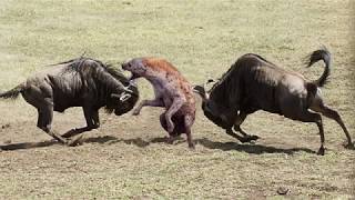 Amazing Newborn Wildebeest Escape From Hyena Hunt, The Power of Mother Animals Amazing Newborn Wildebeest Escape From Hyena Hunt, The Power of Mother Animals
