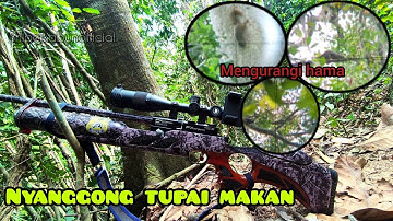 Berburu tupai sedang mencari makan | poin nya melimpah dan spot nya gak bikin bosan