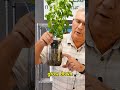 Indoor Hydroponic Garden #kratkymethod  #apartmentgardening #urbangardening