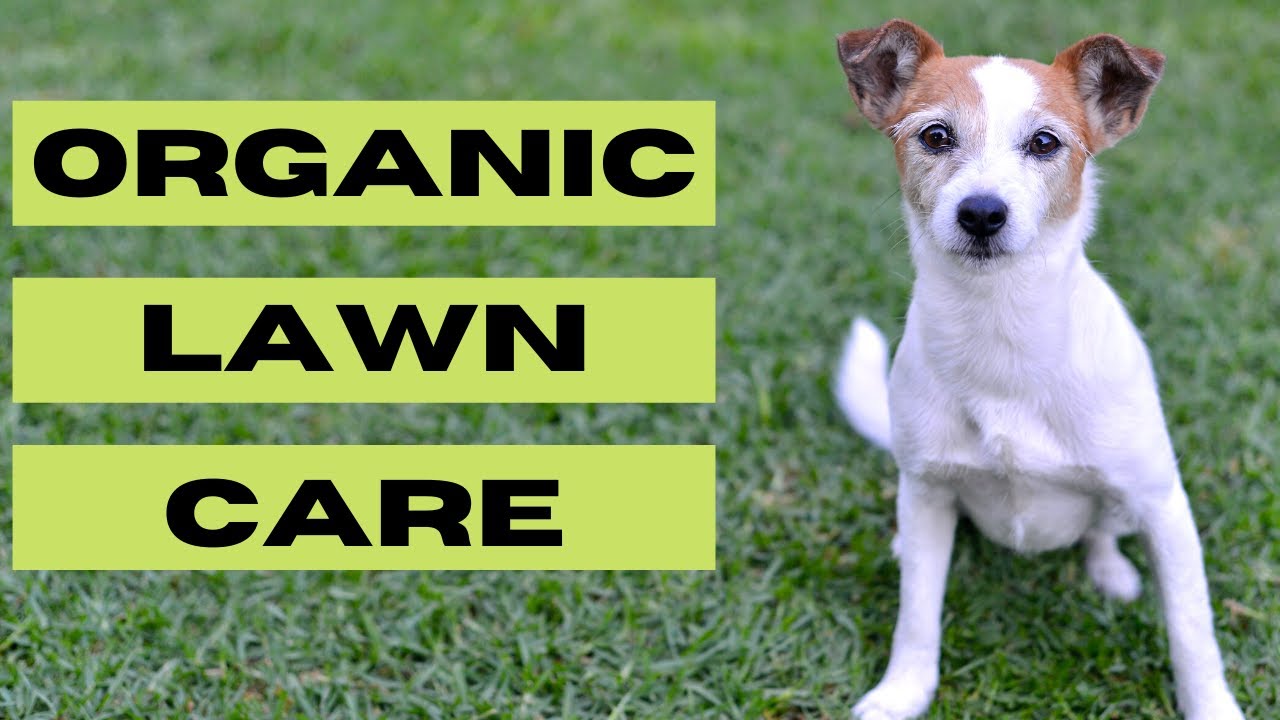 5 Steps To Renovate Your Lawn ORGANICALLY. Low Input Organic Lawn Care