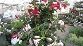 緑のカーテン マンデビラの育て方 日常管理 植え付け編 Youtube