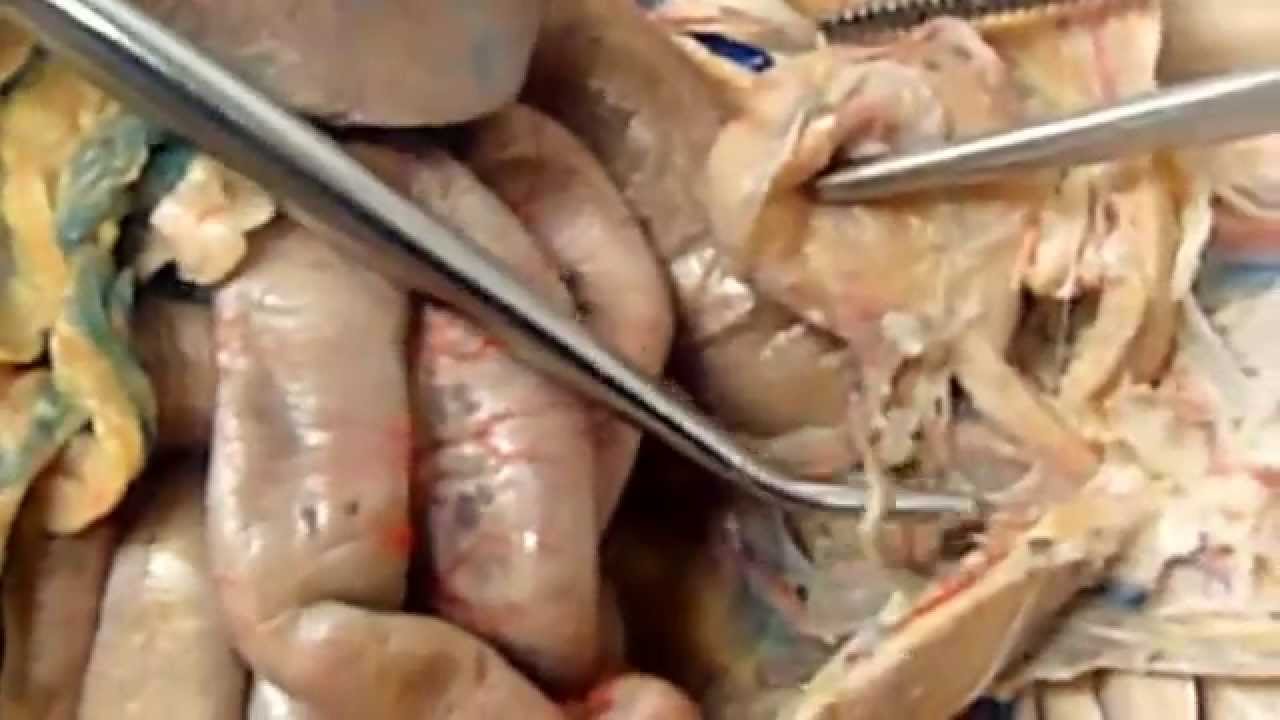 Male Reproductive System - YouTube