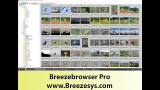 Breezebrowser editing software screenshot 4