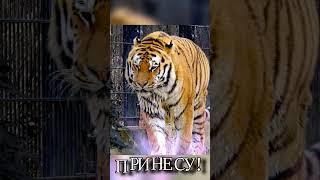 Открытка с тигром С НОВЫМ 2022 годом! | Видео открытка | #Shorts