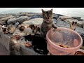 Jai nourri les chats des rues distanbul avec un seau de dlicieuse nourriture humide pour chats