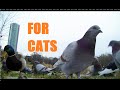 BEST Video for Cats to Watch Squirrels,Bunnies,Pigeons, Birds,