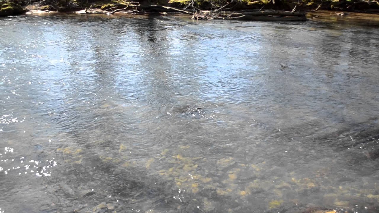 Nottely river YouTube