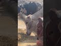 #viral #trending #shorts #cattlefarm