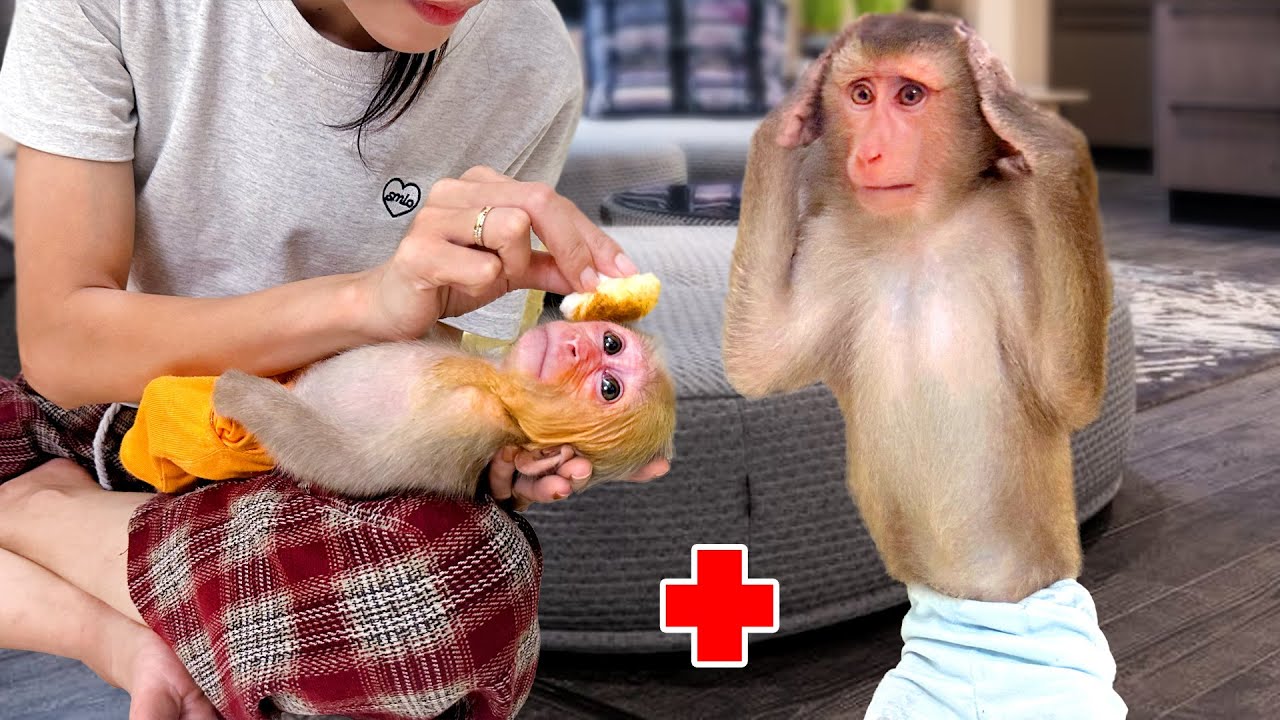 Мама и ПиПи лечат раны обезьянки Лаки.