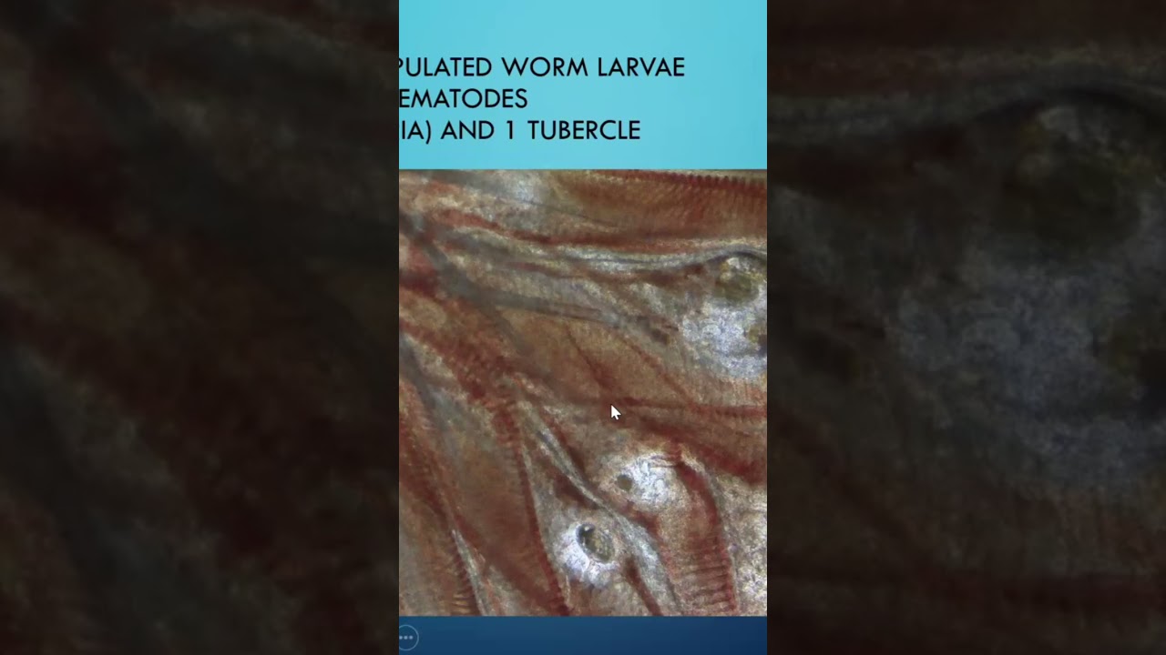 Sick Grass carp. See link complete video. 