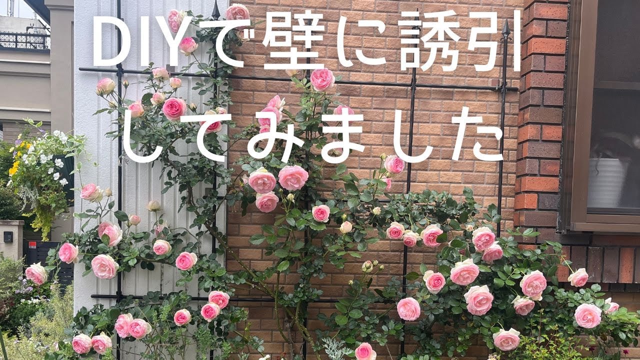 かんたん、おしゃれ、コスパ良し✨DIYでバラを誘引してみました。