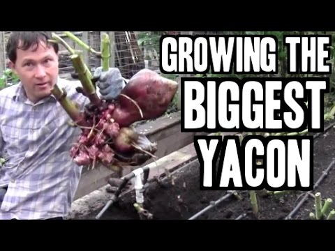 Vídeo: Yacon Vegetal Inusual. Aconseguir Plàntules